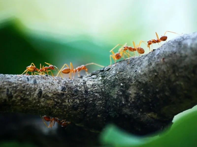 illustration — Le Jeu des Fourmis